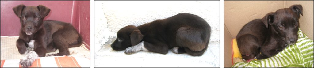 Chipie-chien-fabienne-Luypaert-Flinterieur-bebe