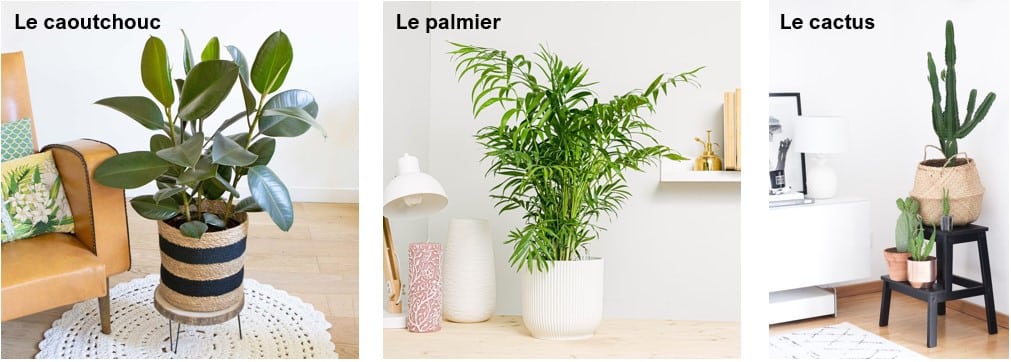 PLantes-verte-purifie-lair-interieur-depolluante-images-google-pinterest-cactus-palmier