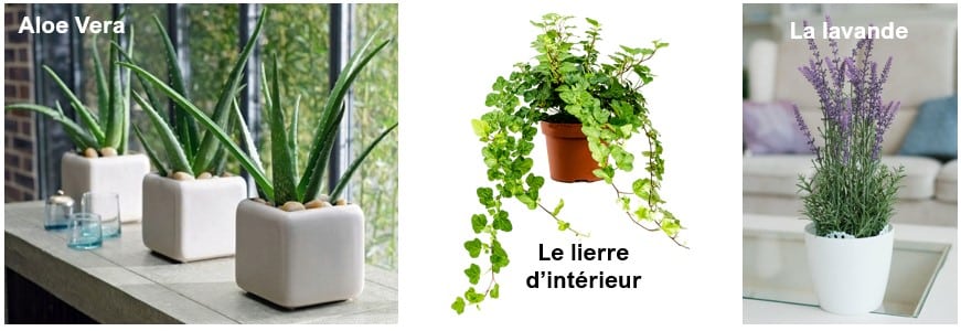 PLantes-verte-purifie-lair-interieur-depolluante-images-google-pinterest