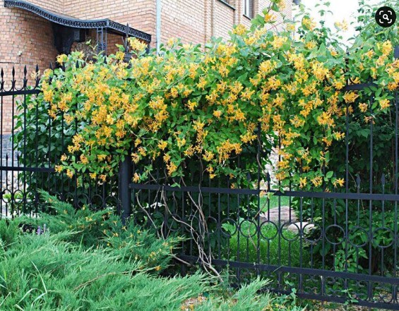 chevrefeuille-jaune-grimpante-photo-archzine