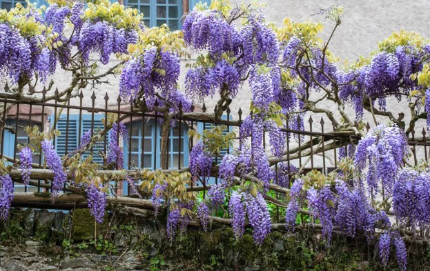glycine-pergola-ecran-naturel-ecterieur-photo-google-au-jardin-maison-conso-globe