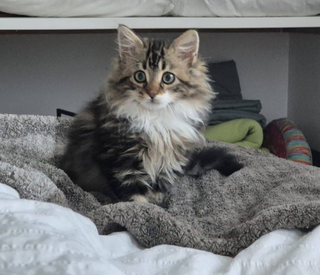 Pistache_chaton_adopté_fabienne_luypaert_2024