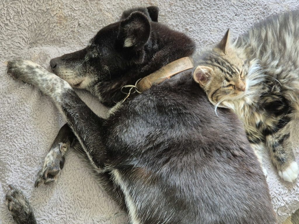 Pistache_chaton_adopté_fabienne_luypaert_2024