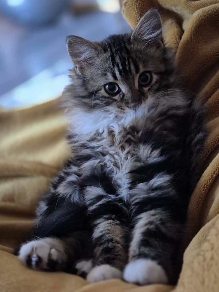 Pistache_chaton_adopté_fabienne_luypaert