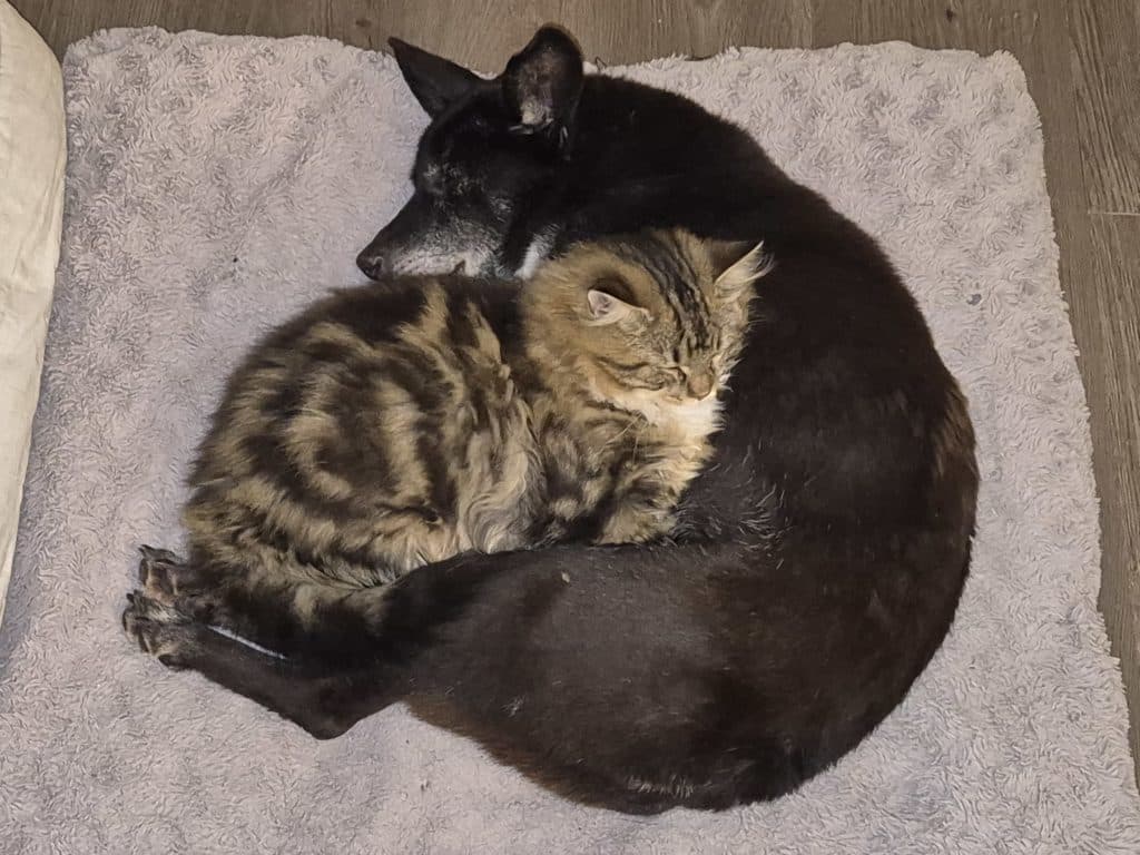 Chipie et Pistache_chaton_adopté_fabienne_luypaert